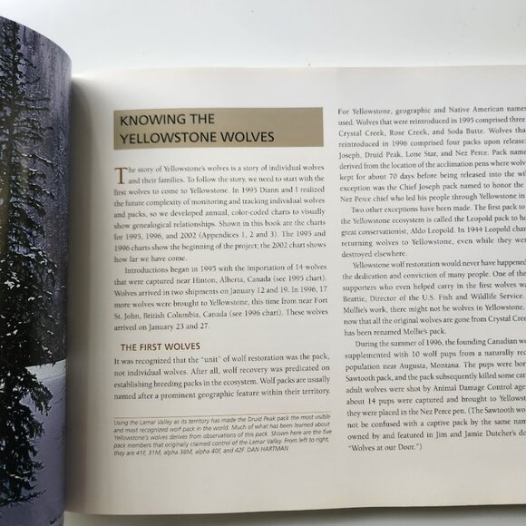 Yellowstone Wolves in the Wild by James Halfpenny Paperback Book 9781931832267 P - Picture 10 of 11